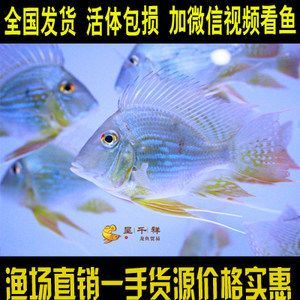 龍魚(yú)魚(yú)苗價(jià)格多少：龍魚(yú)魚(yú)苗價(jià)格因地區(qū)、品種、購(gòu)買(mǎi)時(shí)間等因素有所不同