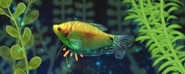 頂級龍魚鎖屏壁紙高清下載（頂級龍魚壁紙下載）