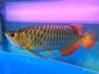 金龍魚養多久成年了：金龍魚養多久成年