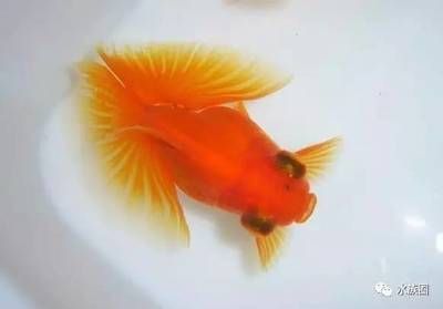 選擇寵物觀賞魚時有幾個品種因其美觀、易于飼養和適應能力強：寵物觀賞魚有哪些常見的品種呢