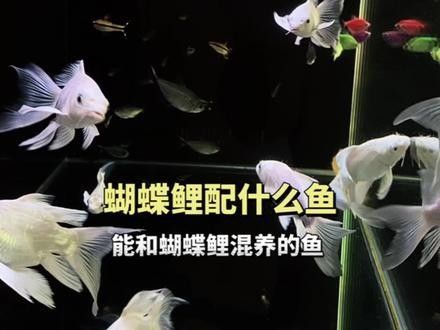 龍魚能和蝴蝶鯉混養(yǎng)嗎怎么養(yǎng)活
