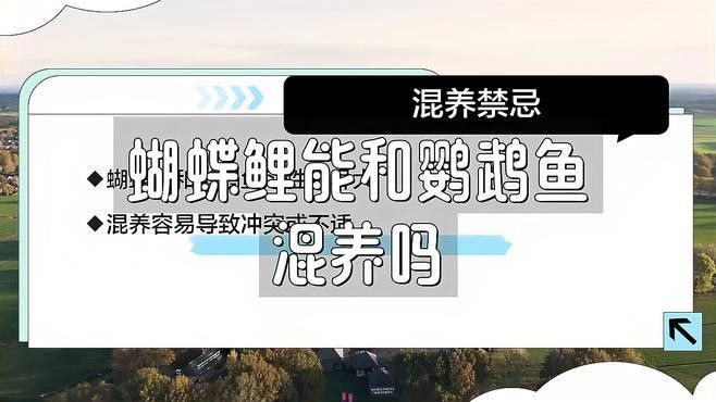 龍魚能和蝴蝶鯉混養嗎怎么養活