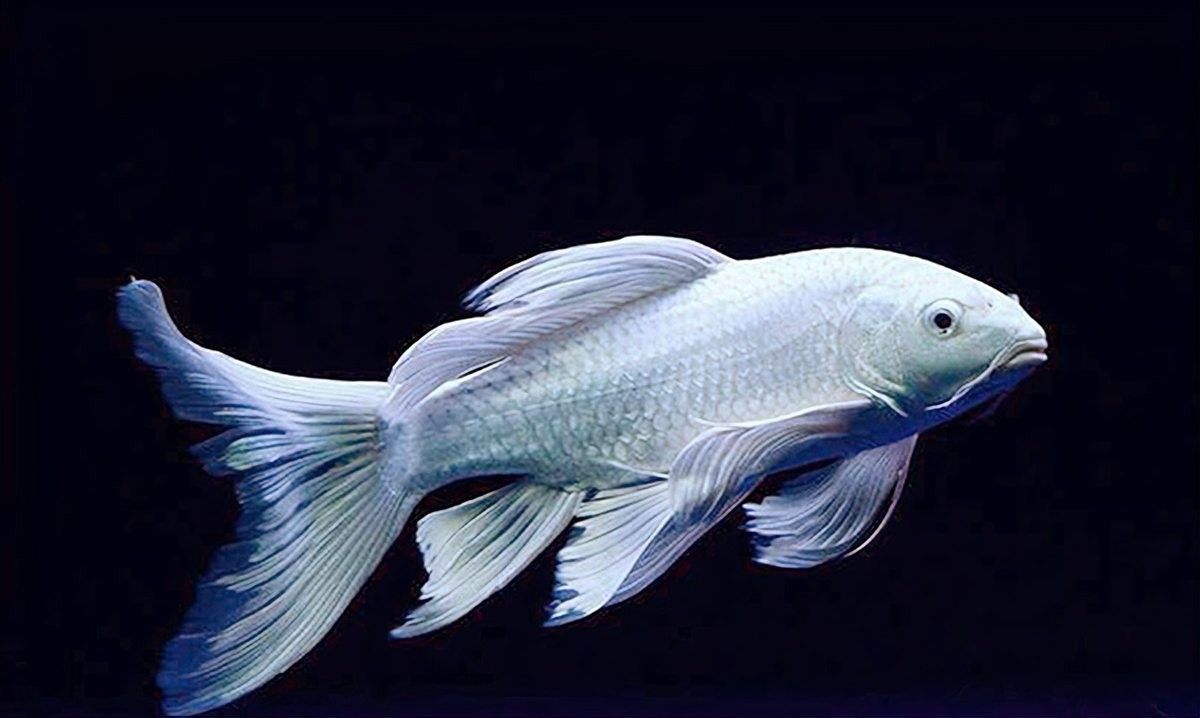 龍魚能和蝴蝶鯉混養(yǎng)嗎怎么養(yǎng)活