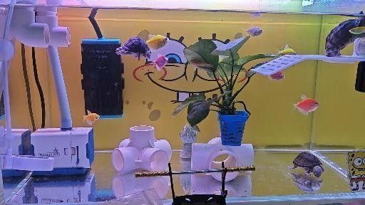 雷龍魚和黃頭龜混養(yǎng)
