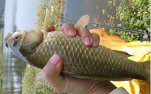品牌魚與野生魚的區別