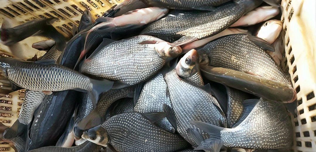 品牌魚與野生魚的區別