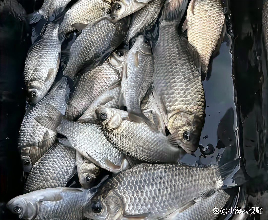 品牌魚與野生魚的區別