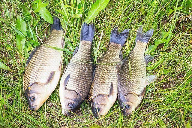品牌魚與野生魚的區別