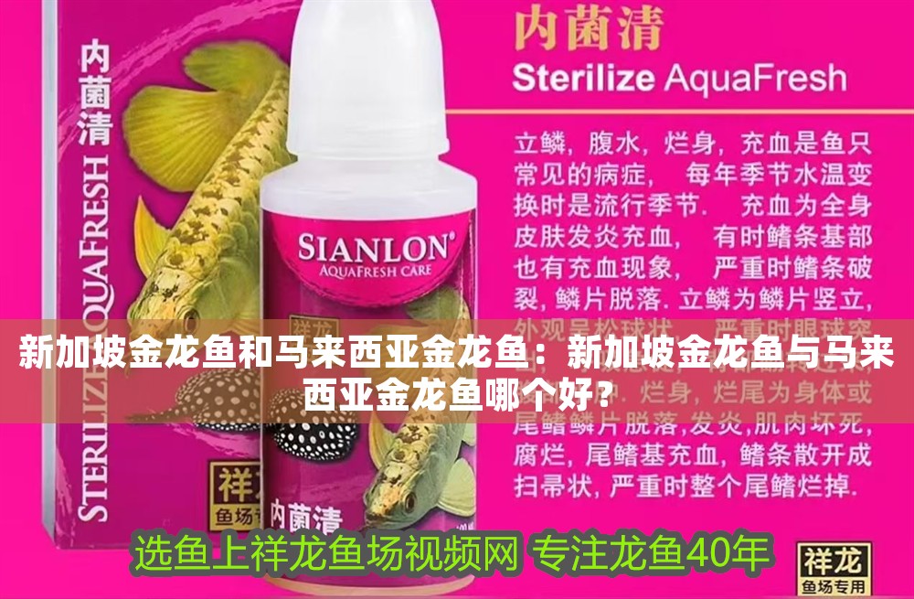 新加坡金龍魚和馬來西亞金龍魚：新加坡金龍魚與馬來西亞金龍魚哪個好？