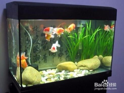 龍魚缸溫度30度高嗎怎么辦呢：如何自然調節魚缸水溫,夏季龍魚養護技巧，龍魚缸換水頻率建議