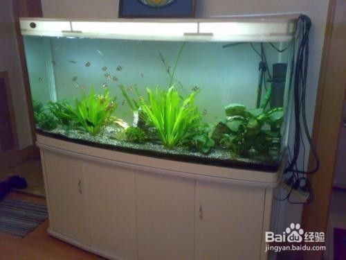 龍魚缸溫度30度高嗎怎么辦呢：如何自然調節魚缸水溫,夏季龍魚養護技巧，龍魚缸換水頻率建議