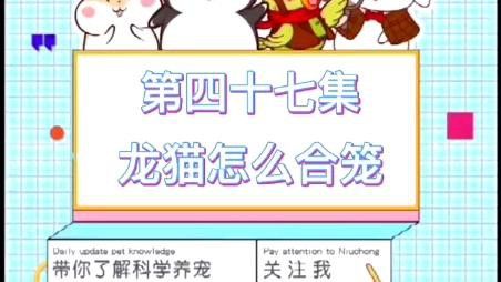 如何正確合籠龍貓？