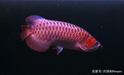 龍魚吃活食和飼料的好處：龍魚吃活食和飼料各有其獨特的優勢，龍魚飼料的選擇