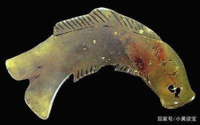 小黃龍魚(yú)的介紹（小黃龍魚(yú)是一種受歡迎的觀賞魚(yú)，適合在水族箱中養(yǎng)殖）