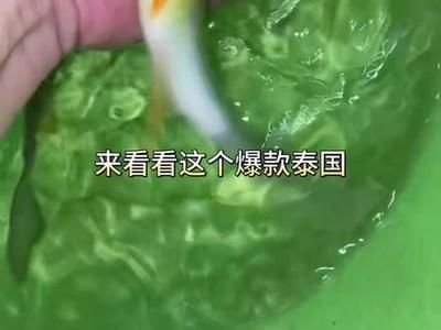小黃龍魚(yú)的介紹（小黃龍魚(yú)是一種受歡迎的觀賞魚(yú)，適合在水族箱中養(yǎng)殖）