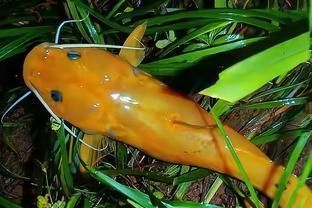 小黃龍魚(yú)的介紹（小黃龍魚(yú)是一種受歡迎的觀賞魚(yú)，適合在水族箱中養(yǎng)殖）