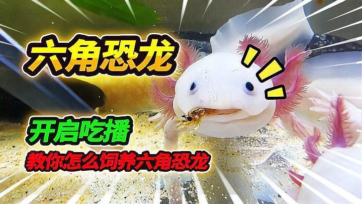 六角恐龍魚吃什么食物最好？