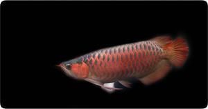 紅龍魚資料（紅龍魚飼養(yǎng)技巧）