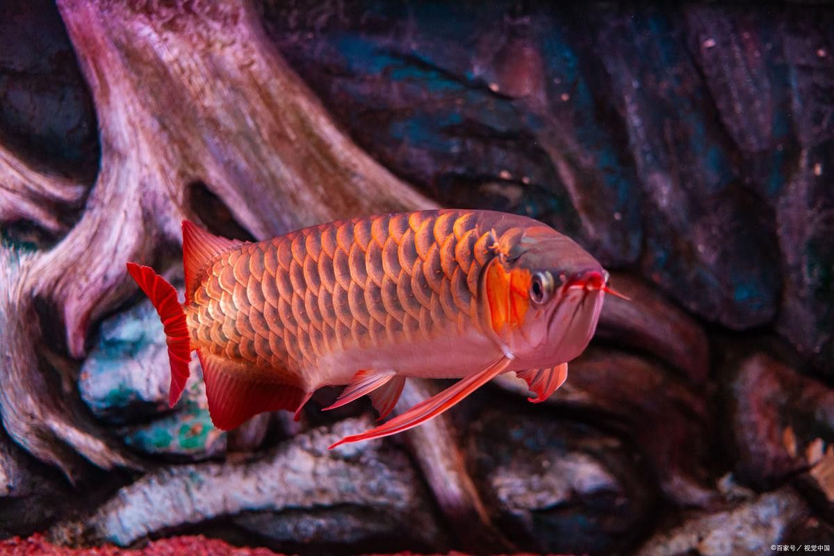 紅金龍魚圖片高清大圖大全