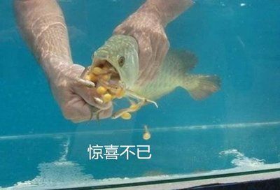 金龍魚不吃泥鰍：金龍魚不吃泥鰍怎么辦
