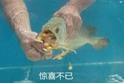 金龍魚不吃泥鰍：金龍魚不吃泥鰍怎么辦