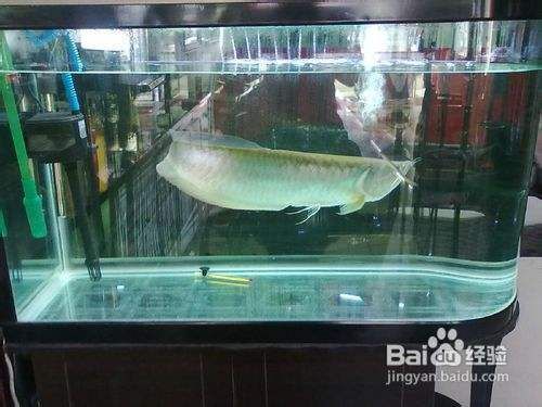 銀龍魚水質管理技巧分享：關于銀龍魚水質管理的技巧