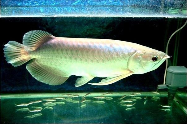 銀龍魚水質管理技巧分享：關于銀龍魚水質管理的技巧