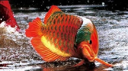 紅龍魚是什么時候出現的（紅龍魚的歷史是怎么來的？）