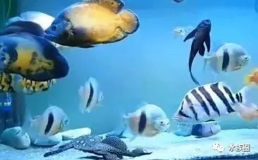 龍魚為什么會叫