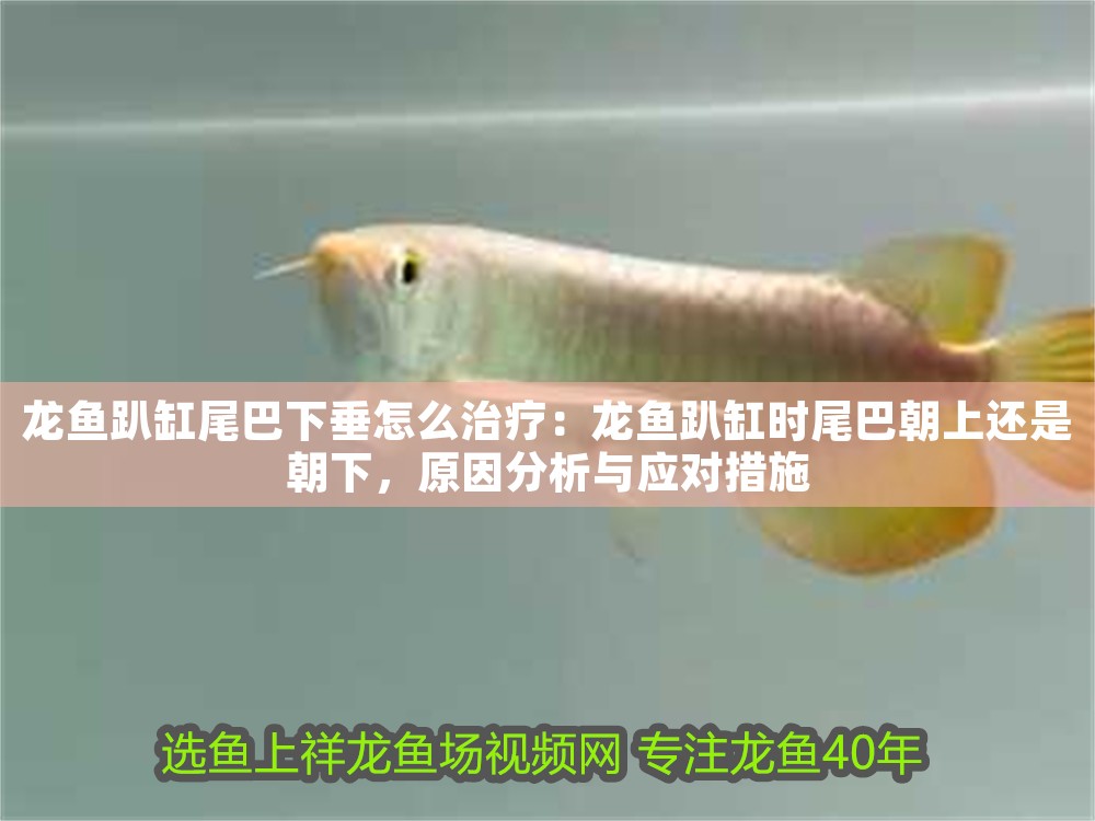 龍魚趴缸尾巴下垂怎么治療：龍魚趴缸時尾巴朝上還是朝下，原因分析與應對措施