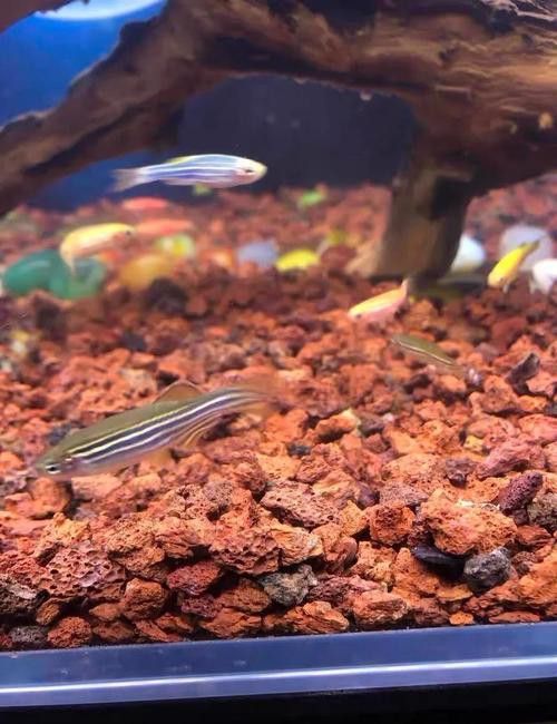 大型龍魚缸里可以放石頭和水草嗎