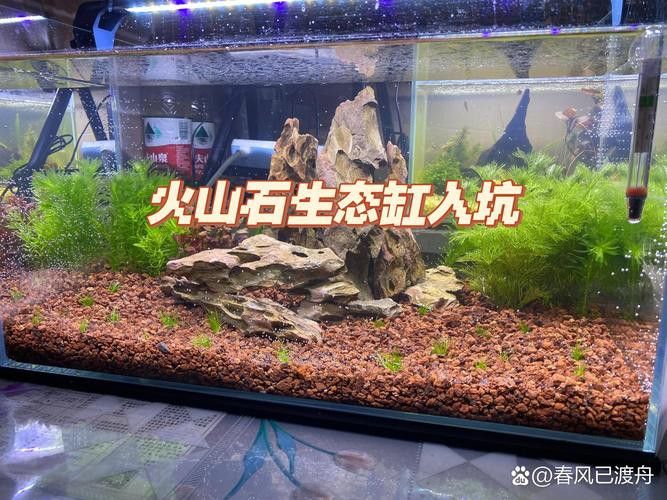 大型龍魚缸里可以放石頭和水草嗎