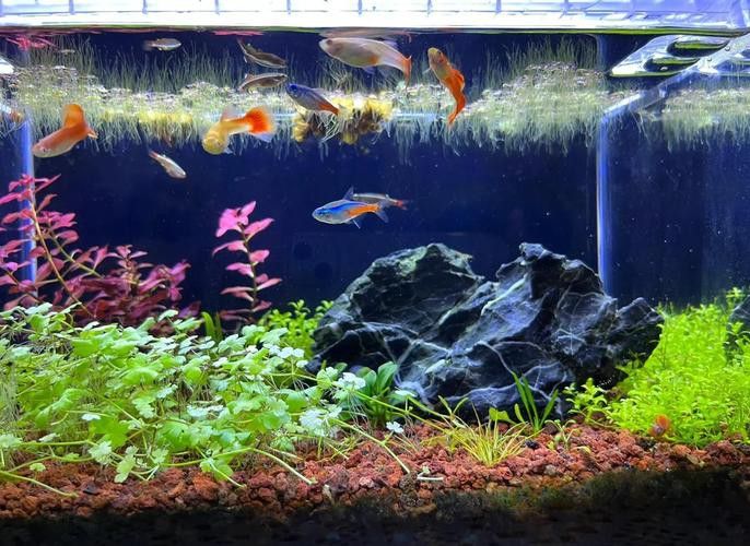 大型龍魚缸里可以放石頭和水草嗎