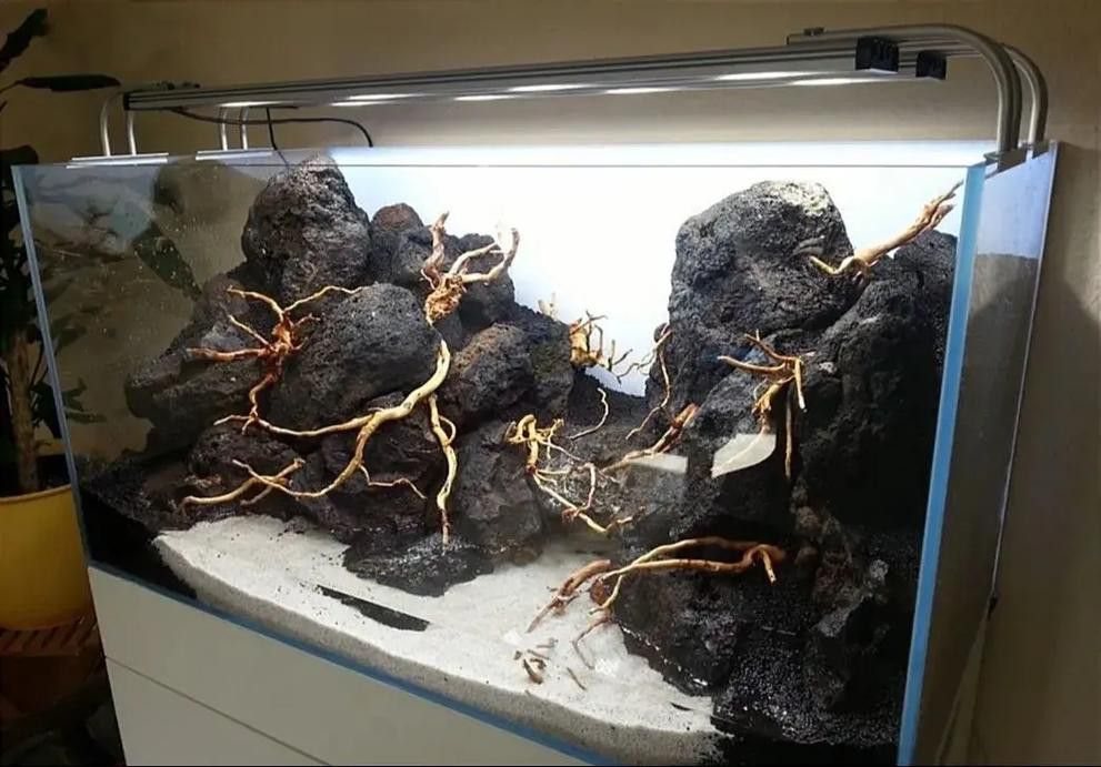 大型龍魚缸里可以放石頭和水草嗎