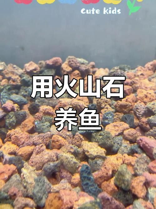 大型龍魚缸里可以放石頭和水草嗎