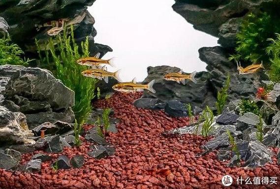 大型龍魚缸里可以放石頭和水草嗎
