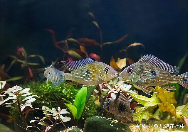 大型龍魚缸里可以放石頭和水草嗎