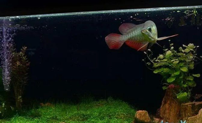 大型龍魚缸里可以放石頭和水草嗎