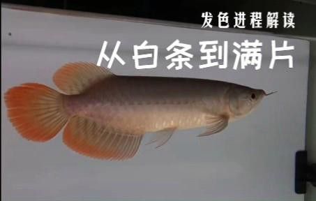 如何辨別真假辣椒紅龍魚？
