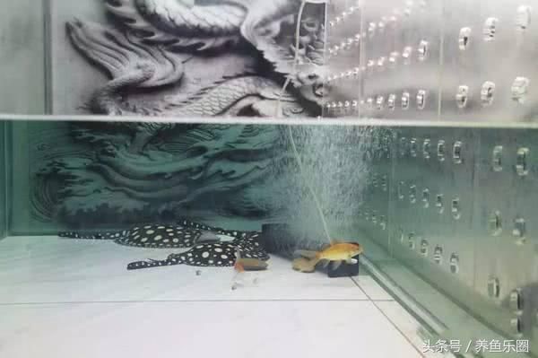 龍魚繁殖孵化視頻：關于龍魚繁殖孵化的視頻