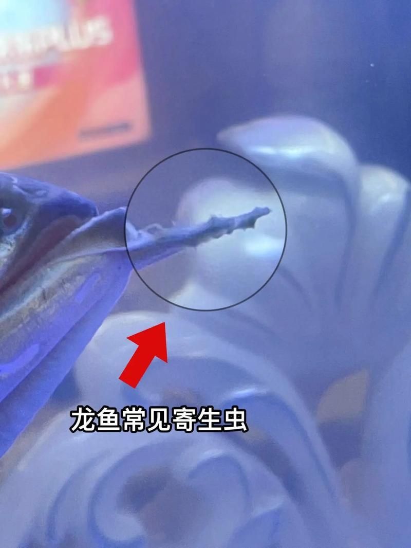龍魚寄生蟲圖片