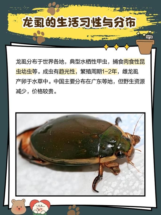 龍魚寄生蟲圖片