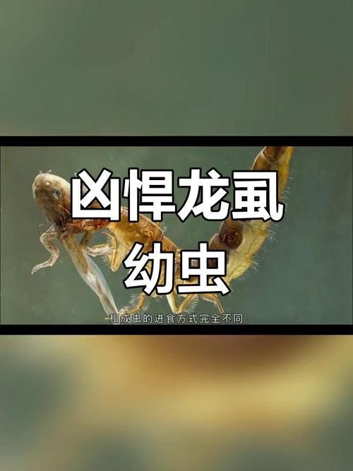 龍魚寄生蟲圖片
