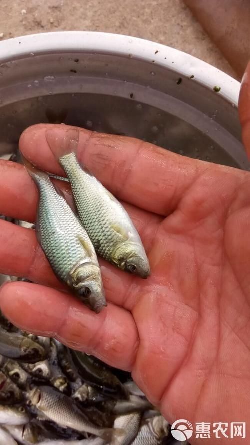 鯉魚苗圖片