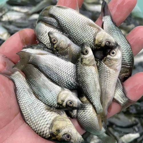鯉魚苗圖片