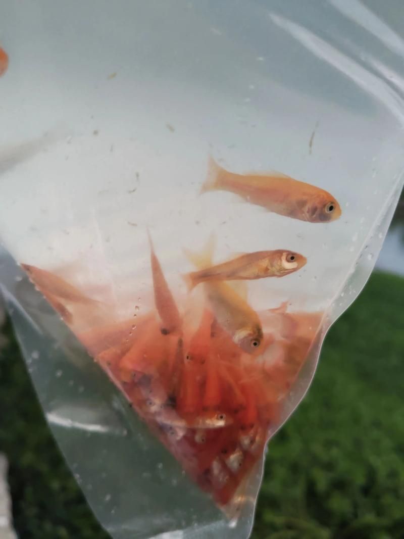 鯉魚苗圖片