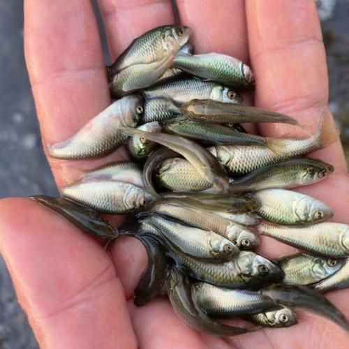 鯉魚苗圖片