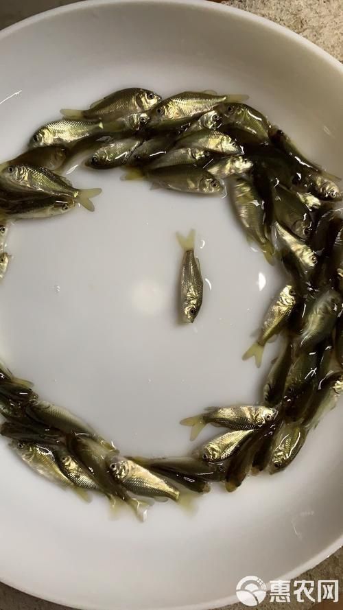 鯉魚苗圖片