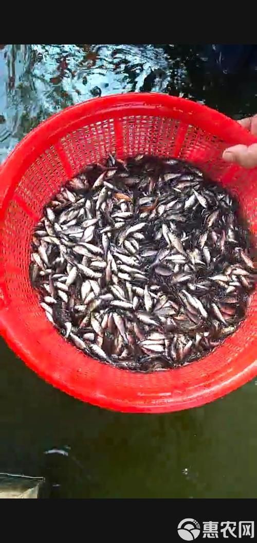 鯉魚苗圖片
