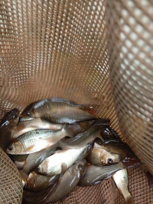鯉魚苗圖片